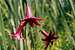 Wild Tiger Lily (Lilium canadense)