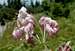 Shasta Lily (Lilium washingtonianum)