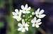 Hyacinth brodiaea (Brodiaea hyacinthina)