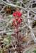 Monterey Indian Paintbrush (Castilleja latifolia)