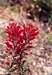 Coast Indian Paintbrush (Castilleja affinis)