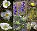  Collage of flower photos...