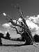 Bristlecone Pine in Black & White