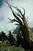 Foxtail Pine on Mt. Silliman