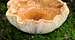 big bowl-shaped mushroom
