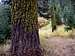 Wolf Lichen on Red Fir Trees