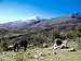 Ishinca to Collon Trail Head, Tired Donkey, Copa Background