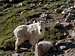 A very tame mountain goat...