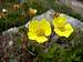 Yellow Flower Found On Mt. Huron
