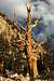 Bristlecone Pine, Dawn