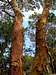 Beautiful Arbutus Trees - Mount Erie