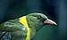 Green-Headed Orial