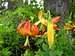 Turk's Cap Lily