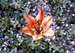 Wood Lily (Lilium philadelphicum)