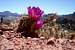 Cactus in Bloom in the Grand Canyon