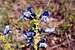 Blue Mountain Penstemon (Penstemon pennellianus)