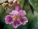 Desert Willow bloom