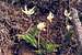 Pale Fawn-lily (Erythronium grandiflorum candidum)