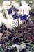Montana Larkspur (Delphinium bicolor)
