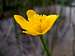 Yellow flower on the Misurina lake