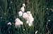 Russet Cotton-grass (Eriophorum chamissonis)