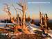 Bristlecone Pines on Mummy