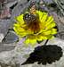 Insects enjoying  Marigold in Nevada desert
