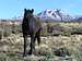 Wild Horse and Macks Peak
