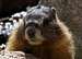 Mount Whitney Marmot
