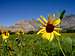 Kern River Valley Sunflower