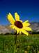 South Fork Kern Sunflower