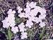 Many-flowered Phlox (Phlox multiflora)