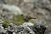 Alpine Accentor (Prunella collaris)