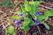 Early Blue Violet (Viola adunca)