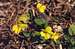 Darkwoods Violet (Viola orbiculata)