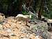 Mountain Goat on Grand Mogul-Decker Ridge