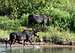 Bull Moose Guarding Pregnant Cow