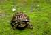 Young Box Turtle