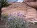 Mojave Asters