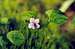March Violet (Viola palustris)