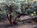 Big, thick Manzanita trunk