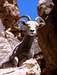 Desert Bighorn Sheep of Red Rock
