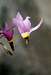 Narcissus Shooting-Star (Dodecatheon poeticum)