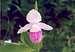 Showy Lady's-slipper (Cypripedium reginae)