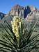 Mojave Yucca in Bloom