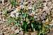 Subalpine Leafy Aster (Aster foliaceus apricus)