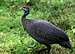 Helmeted Guineafowl