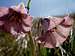 Striped Adobe Lilies