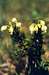 Yellow Mountain Heather (Phyllodoce glanduliflora)