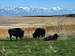 Antelope Island Buffalo